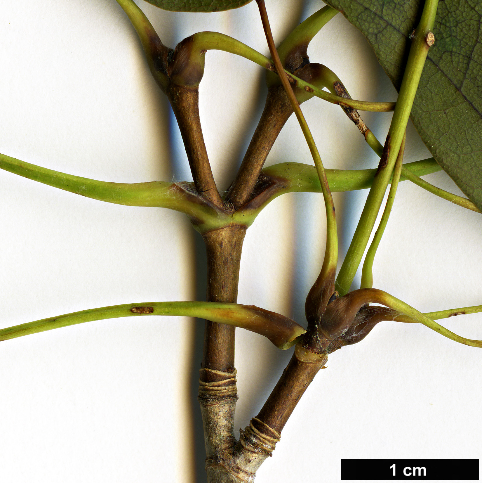 High resolution image: Family: Sapindaceae - Genus: Acer - Taxon: pictum - SpeciesSub: subsp. mono High resolution image: Family: Sapindaceae - Genus: Acer - Taxon: pictum - SpeciesSub: subsp. mono